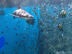 Ayo Ikut Banyuwangi Underwater Festival!