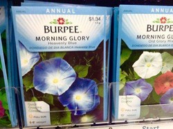 Remaja Amerika Salah Gunakan Bibit Tanaman Sleepy Grass untuk Efek Halusinasi