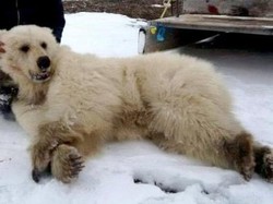 Perubahan Iklim Ditengarai Jadi Penyebab Munculnya Beruang Kutub Hibrida