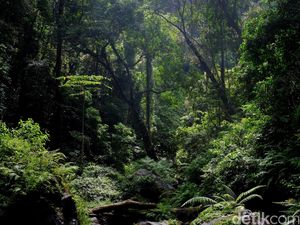 Tanaman Bumi Kebanyakan Hijau, di Planet Lain Warna Apa Ya? Tanaman Bumi Kebanyakan Hijau, di Planet Lain Warna Apa Ya?