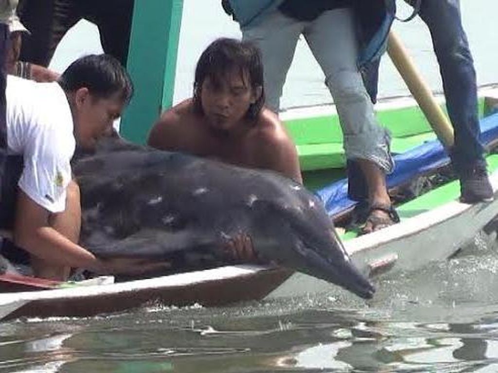 Dianggap Pulih, Lumba-lumba yang Terdampar di Nambangan Dilepas ke Laut