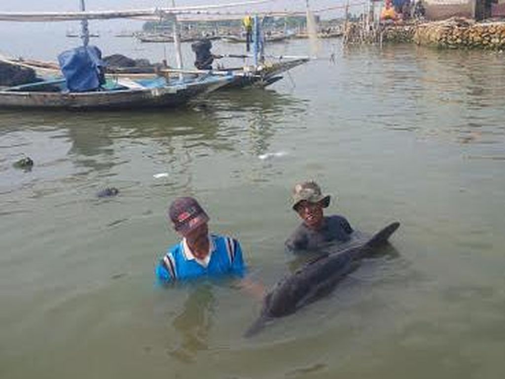 Ini Cerita Lumba-lumba Terdampar di Pesisir Nambangan Surabaya