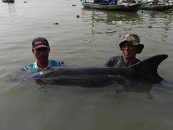 Disorientasi Penyebab Lumba-lumba Terdampar di Pesisir Nambangan