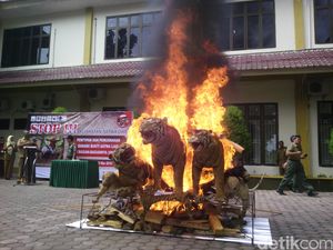 3 Awetan Harimau dan 2 Gading Gajah Dimusnahkan di Banda Aceh