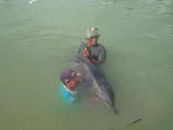 Lumba-lumba yang Terdampar di Pesisir Nambangan Disuntik Vitamin