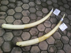 Gading Gajah untuk Mahar Pernikahan di Flores Timur Hilang