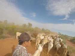Ketika Mahasiswa Indonesia Menggiring Sapi di Pedalaman Australia