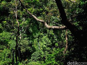 14 Anggota Klub Motor Hilang di Hutan Banjalaweh Sumbar, Nasib Belum Diketahui 14 Anggota Klub Motor Hilang di Hutan Banjalaweh Sumbar, Nasib Belum Diketahui