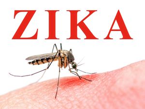 Ahli Mikrobiologi: Virus Zika di Indonesia Tidak Seberbahaya di Brazil Ahli Mikrobiologi: Virus Zika di Indonesia Tidak Seberbahaya di Brazil