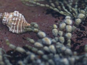 Lawan Sel Kanker, Siput Laut Australia Diyakini Lebih Kuat dari Kemoterapi
