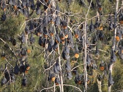 Atasi Teror Kelelawar, NSW Anggarkan Dana Rp 25 Miliar