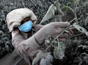 Abu Sinabung Tutupi Kebun Warga