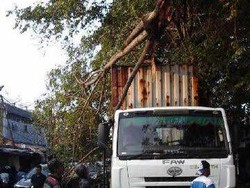 Pohon Tumbang Timpa Kontainer di Cakung, Arus Lalin Sempat Macet