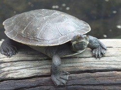 Bandara Hobart akan Musnahkan Penyu yang Jatuh dari Koper Penumpang