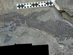 Fosil Isyaratkan Kepunahan Massal 250 Juta Tahun Lalu