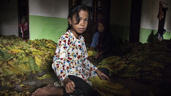 Foto Miris Pekerja Anak di Ladang Tembakau yang Rentan Keracunan Nikotin