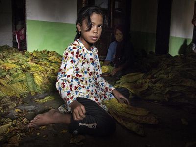 Foto Miris Pekerja Anak di Ladang Tembakau yang Rentan Keracunan Nikotin