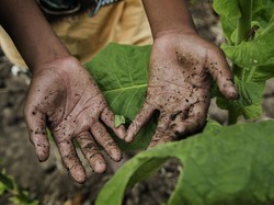 Green Tobacco Sickness, Penyakit Keracunan Nikotin dari Daun Tembakau