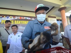Lagi, Pelaku Penjualan Satwa Langka via Media Sosial Ditangkap
