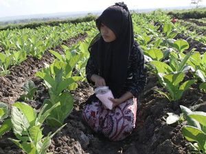 Petani Optimistis Panen Tembakau Tahun Ini Capai 80%