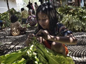 Anak yang Kerja di Ladang Tembakau Tak Sadar Rentan Keracunan Nikotin