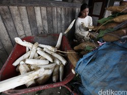 Petani Ogah Tanam Singkong Gara-gara Masuknya Produk Impor
