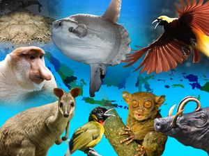 Hewan Fantastis Indonesia & di Mana Bisa Bertemu Mereka