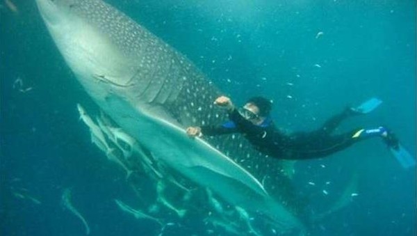 Diving Di Indonesia Bisa Jumpa Ikan Terbesar Di Dunia