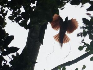 Mengintip Sang Burung Surga dari Tanah Papua
