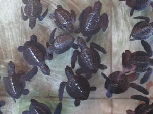 Wisata Melihat Tukik Penyu Lucu, Ada di 6 Tempat Ini