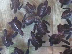 Wisata Melihat Tukik Penyu Lucu, Ada di 6 Tempat Ini