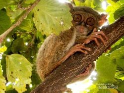 Bersua Tarsius di Taman Nasional Tangkoko Bitung