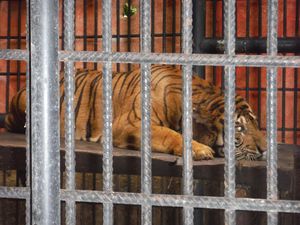 Tolong! Giring Si Harimau Sumatera Terancam Mati di Kandang Tolong! Giring Si Harimau Sumatera Terancam Mati di Kandang