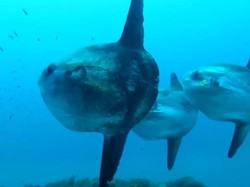 Mola-Mola, Ikan Ajaib Penghuni Laut Nusa Penida