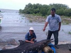 Lumba-lumba Terdampar di Nambangan Ditemukan Mati