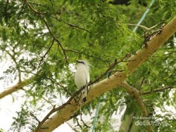 Kicau Sedih Jalak Bali, Burung Fantastis yang Hampir punah