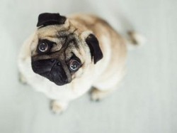 Anjing Hidung Pesek Lebih Penyayang daripada Anjing Bermoncong Panjang