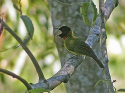 Kisah Burung Penjaga Arwah di Danau Kelimutu