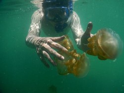 3 Tempat di Indonesia yang Punya Ubur-ubur Tak Menyengat