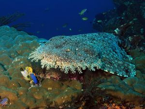 Hewan Fantastis dari Raja Ampat: Hiu Karpet