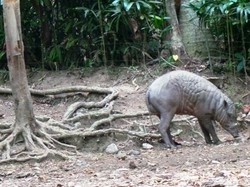 Hewan Ajaib Dari Sulawesi, Kepalanya Babi Kakinya Rusa