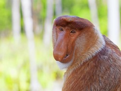 Si Hidung Mancung Asli Kalimantan yang Jadi Maskot Dufan