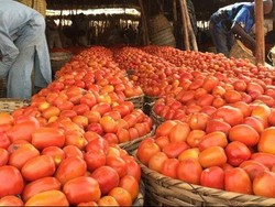 Darurat Tomat di Nigeria akibat Serangan Hama