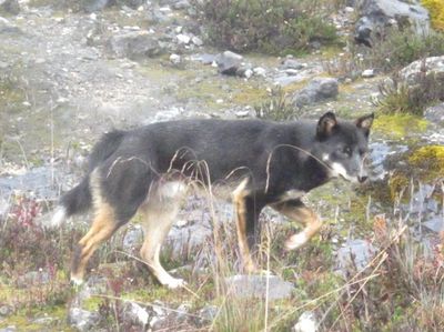 Foto: Inikah Dingo, Anjing Misterius di Papua?