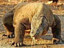 Usai Lebaran, Ayo Bertualang Mencari Sang Naga