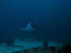 Pari Manta, Primadona Bawah Laut Indonesia