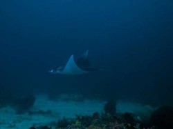 Pari Manta, Primadona Bawah Laut Indonesia