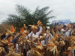 Mentan: RI Swasembada Jagung Paling Lambat di 2018