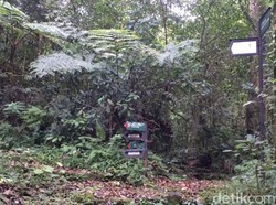 Populasi Macan Tutul di Taman Nasional Gede Pangrango Tersisa 32 Ekor