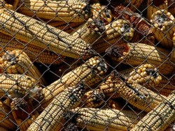 Rupanya Perubahan Iklim Sebabkan Makanan Makin Beracun